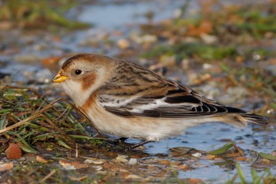 Sneeuwgors / Snow Bunting