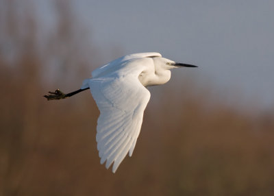 Kleine Zilverreiger / Little Egret