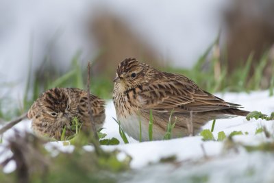Veldleeuwerik / Sky Lark
