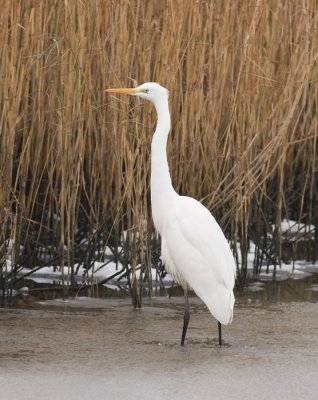 Grote Zilverreiger / Great White Egret