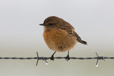 Roodborsttapuit / Stonechat