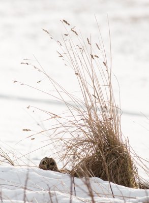 Velduil / Short-eared Owl