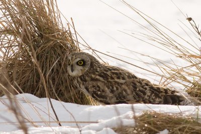 Velduil / Short-eared Owl