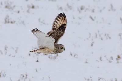 Velduil / Short-eared Owl