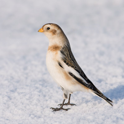 Sneeuwgors / Snow Bunting