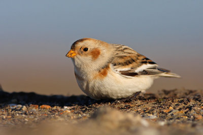 Sneeuwgors / Snow Bunting