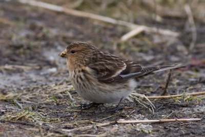 Frater / Twite