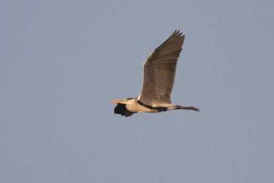 Blauwe Reiger / Grey Heron