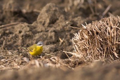 Gele Kwikstaart / Grey-headed Wagtail
