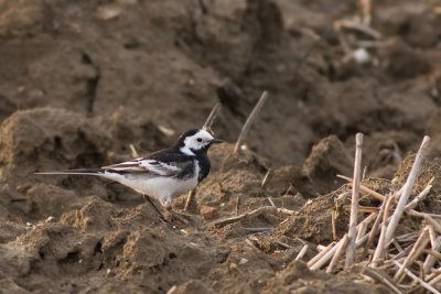 Rouwkwikstaart / Pied Wagtail