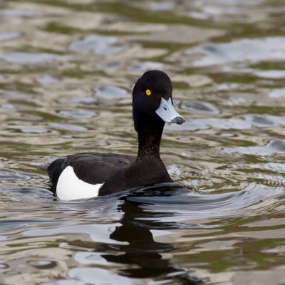 Kuifeend / Tufted Duck