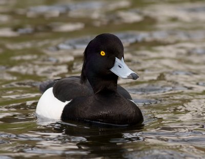 Kuifeend / Tufted Duck