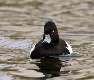 Kuifeend / Tufted Duck