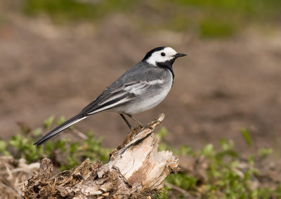 Witte Kwikstaart / White Wagtail