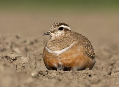 Morinelplevier / Dotterel