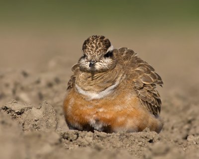 Morinelplevier / Dotterel