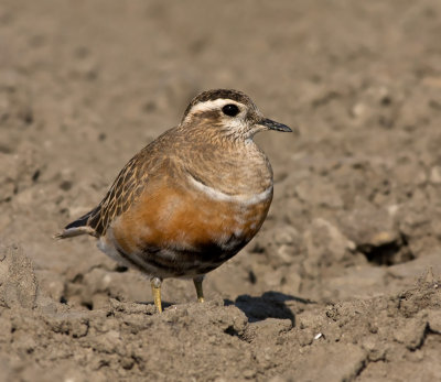 Morinelplevier / Dotterel
