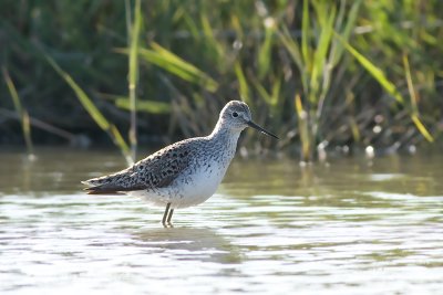 Poelruiter / Marsh Sandpiper