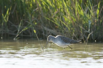 Poelruiter / Marsh Sandpiper