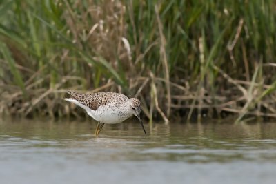 Poelruiter / Marsh Sandpiper