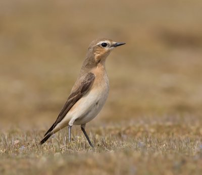 Tapuit / Wheatear