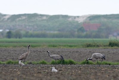 Kraanvogel / Crane