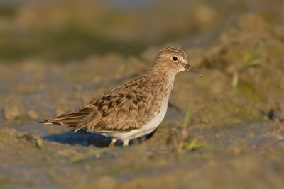 Temmincks Strandloper / Temminck's Stint