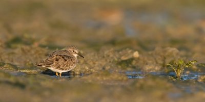 Temmincks Strandloper / Temminck's Stint