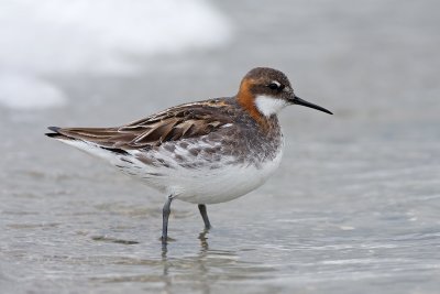 Grauwe Franjepoot / Red-necked Phalarope