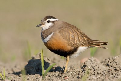 Morinelplevier / Dotterel