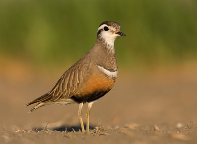 Morinelplevier / Dotterel