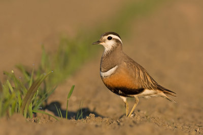 Morinelplevier / Dotterel