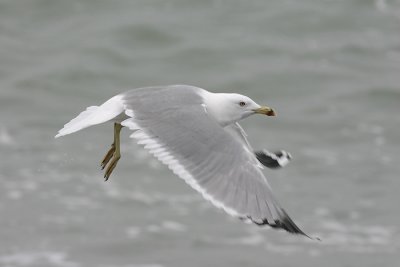 Geelpootmeeuw - Larus michahellis