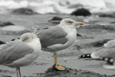 Geelpootmeeuw - Larus michahellis