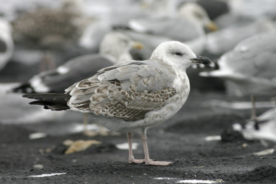 Geelpootmeeuw - Larus michahellis