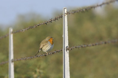 Roodborst - Erithacus rubecula