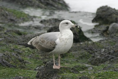 Geelpootmeeuw - Larus michahellis
