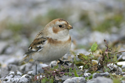 Sneeuwgors - Plectrophenax nivalis