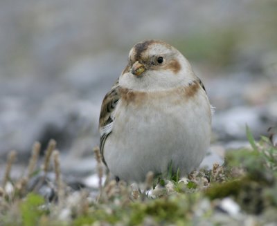 Sneeuwgors - Plectrophenax nivalis