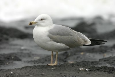 g3/94/743394/3/87994784.Lasnblcf.jpg