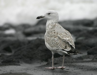 Pontische Meeuw - Larus cachinnans