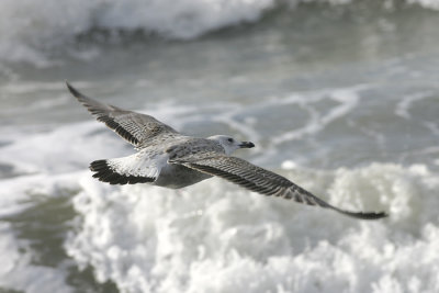 Pontische Meeuw - Larus cachinnans