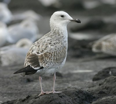 Pontische Meeuw - Larus cachinnans