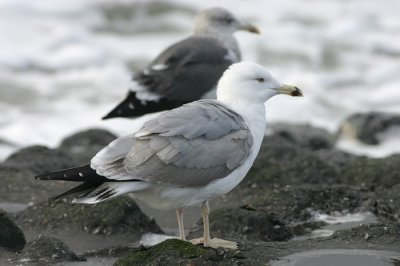Geelpootmeeuw - Larus michahellis