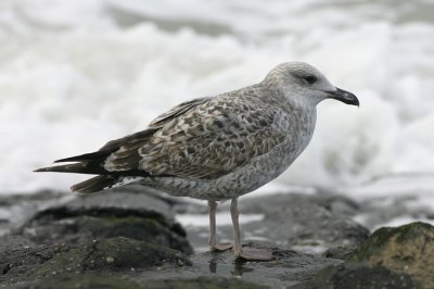 Geelpootmeeuw - Larus michahellis