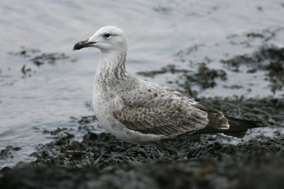 Geelpootmeeuw - Larus michahellis