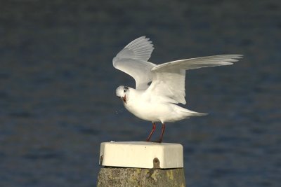 g3/94/743394/3/89065399.zvfThbXv.jpg