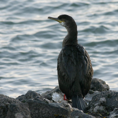 Kuifaalscholver - Phalacrocorax aristotelis