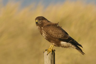 Buizerd - Buteo buteo