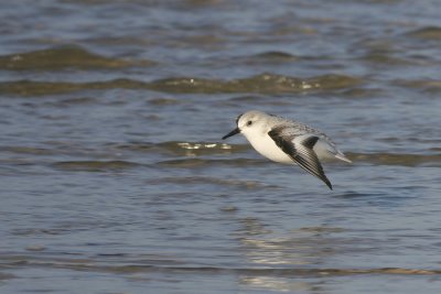 Drieteenstrandloper - Calidris alba